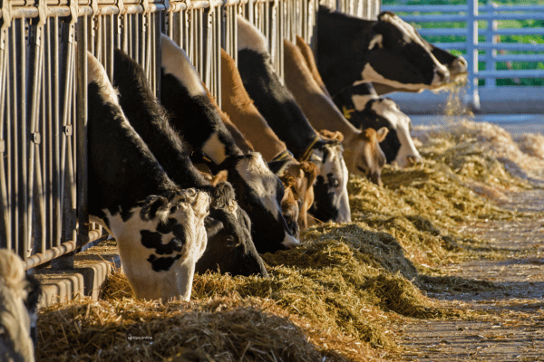 How Much Silage Do Livestock Require Daily?