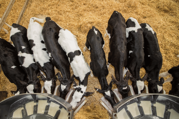 Calf Rearing Cost Calculator