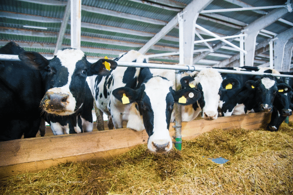 Livestock Slurry Produced and Nutrients Calculator