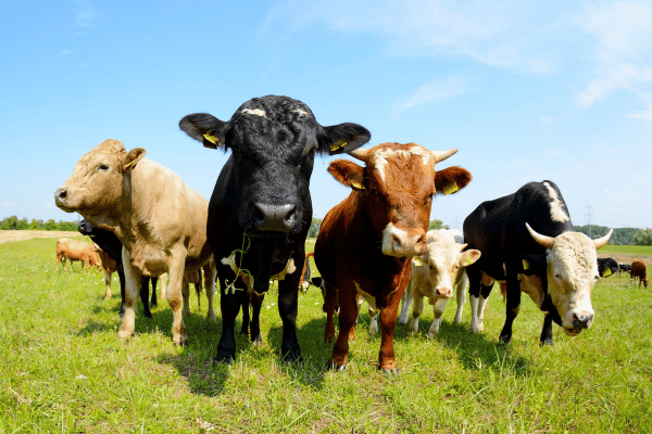 Livestock Stocking Rate Calculator
