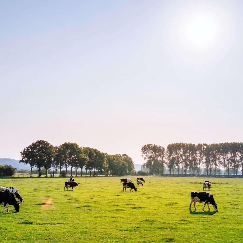 Livestock grazing in a field