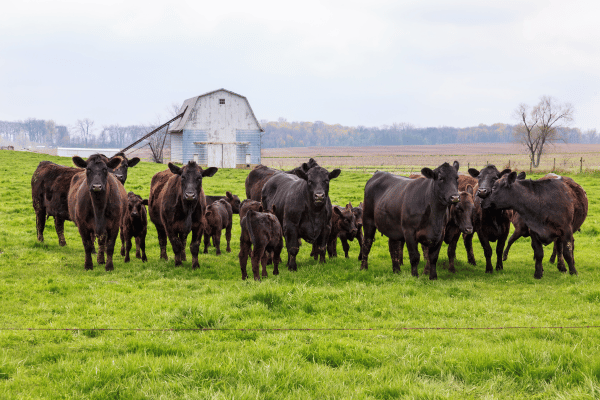 Calving Date Planner
