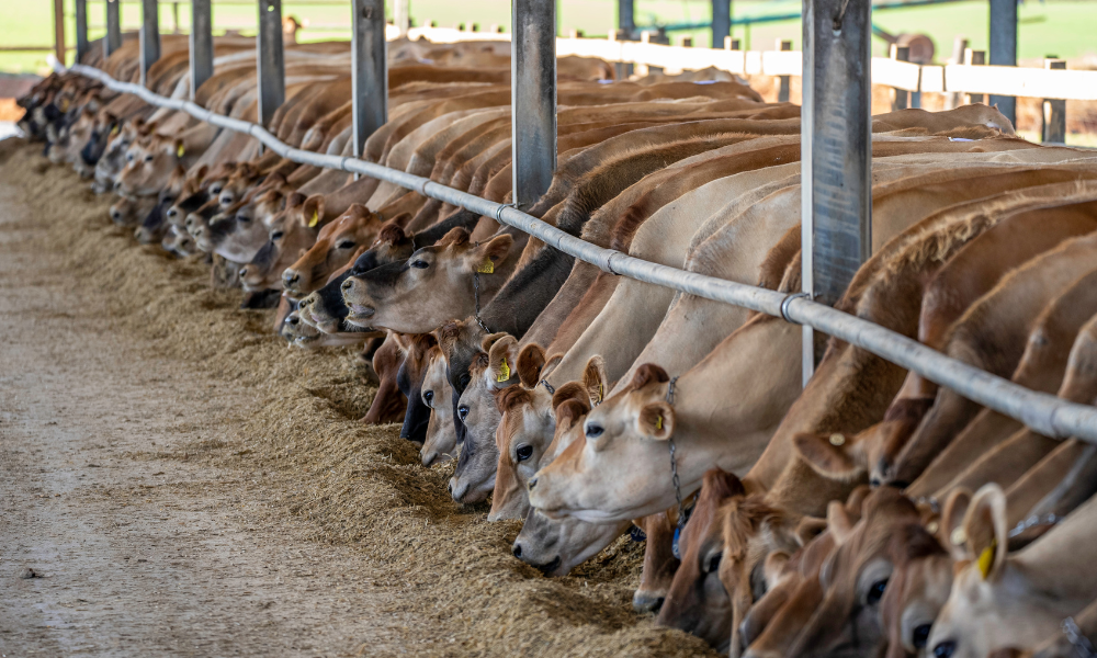 Jersey dairy cows eating a tmr from a feed barrier
