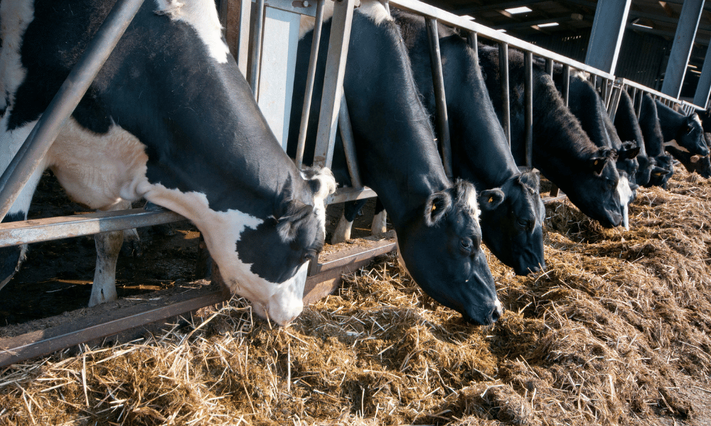 Silage Required Calculator