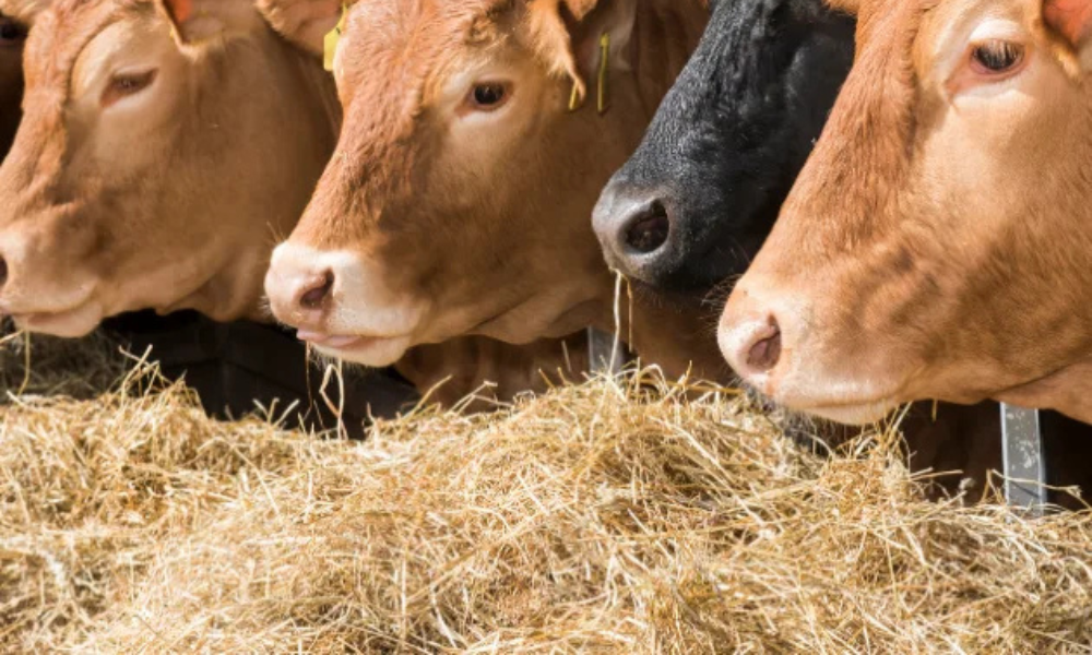 Livestock DM Intake Calculator