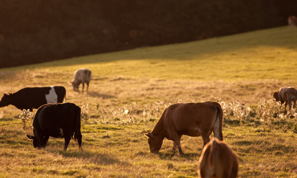 NVZ Compliance Report Generator