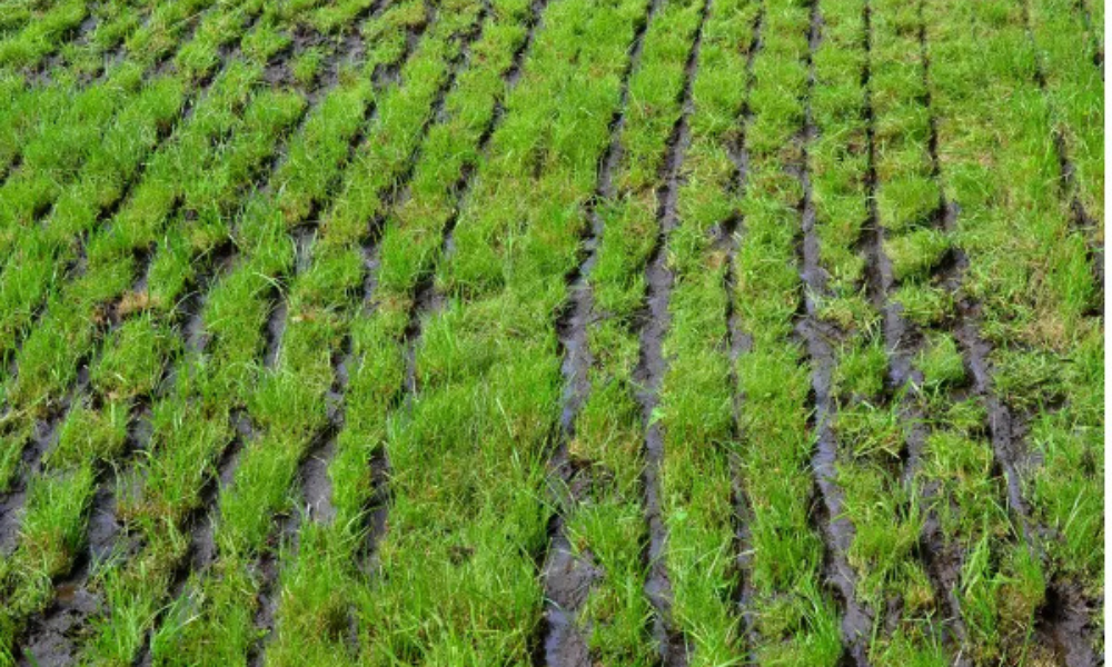 NVZ Slurry Manure N P Calculator