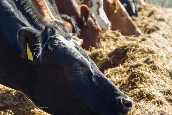 Dairy cow eating a tmr from a feed barrier